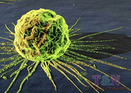 Uống bột trà xanh thường xuyên có tác dụng chống bệnh ung thư